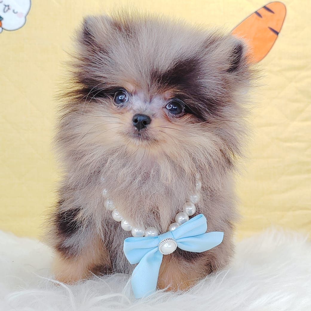 Pomeranian 博美