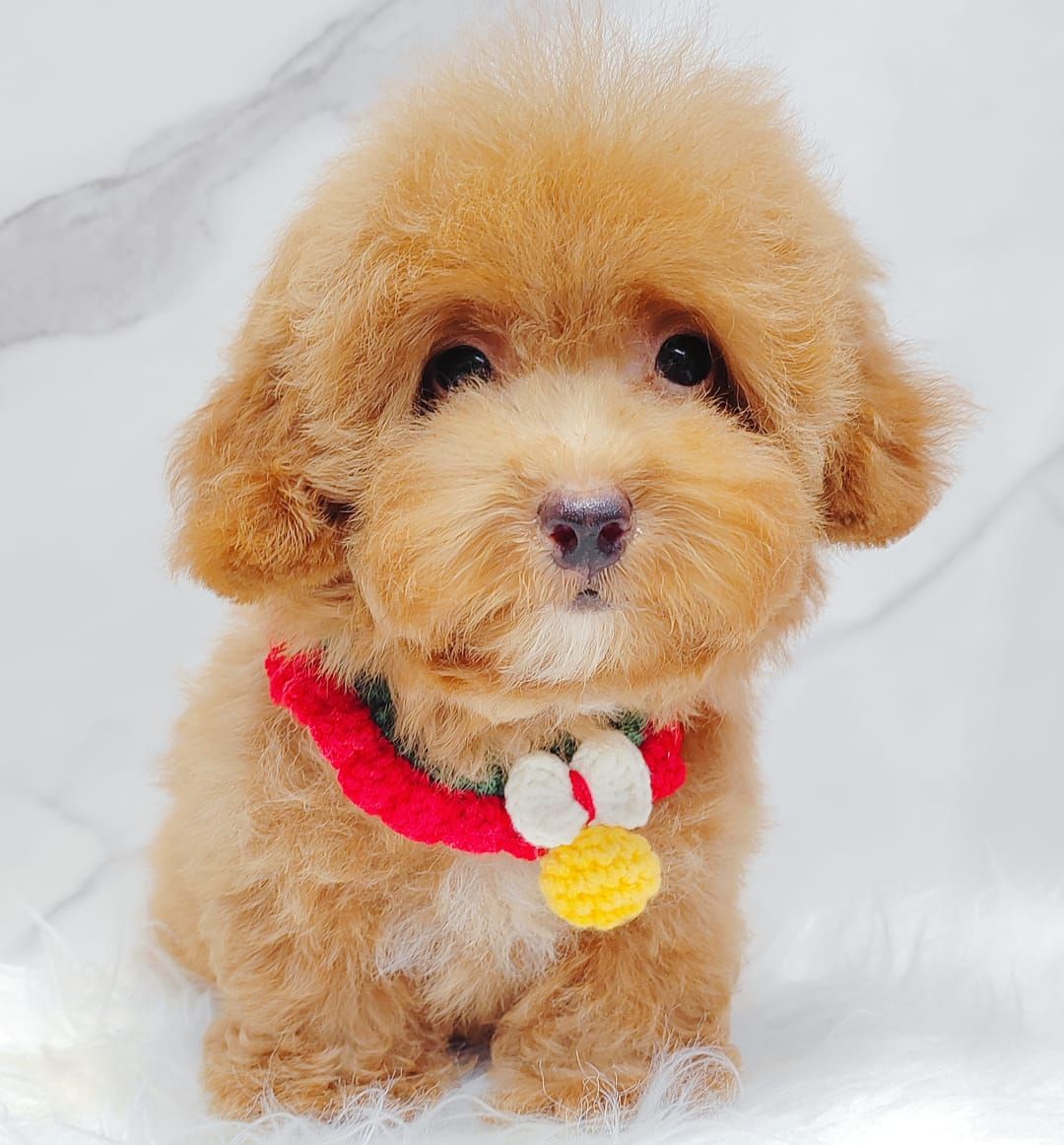 Poodle 娉拌开璐靛