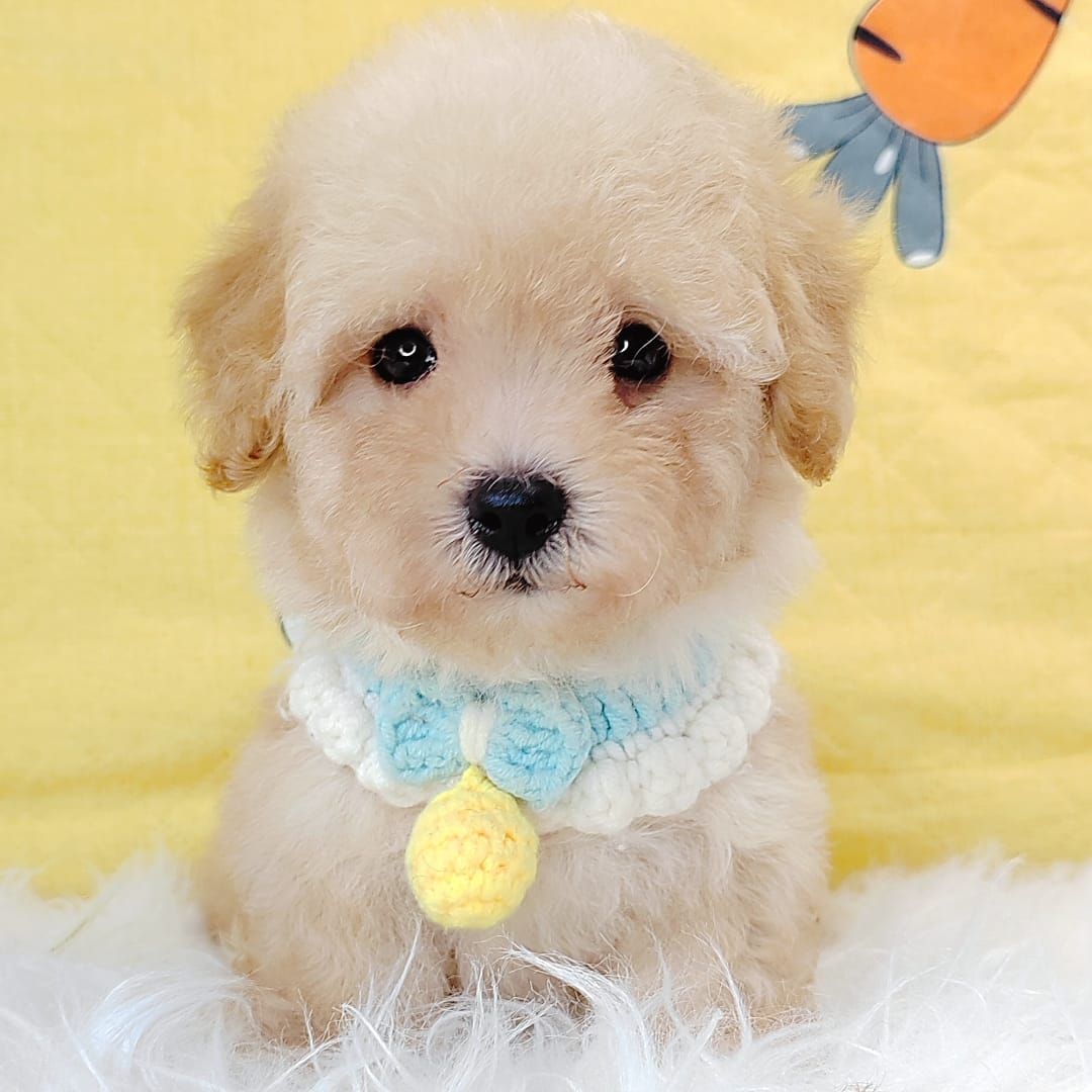 Poodle 娉拌开璐靛