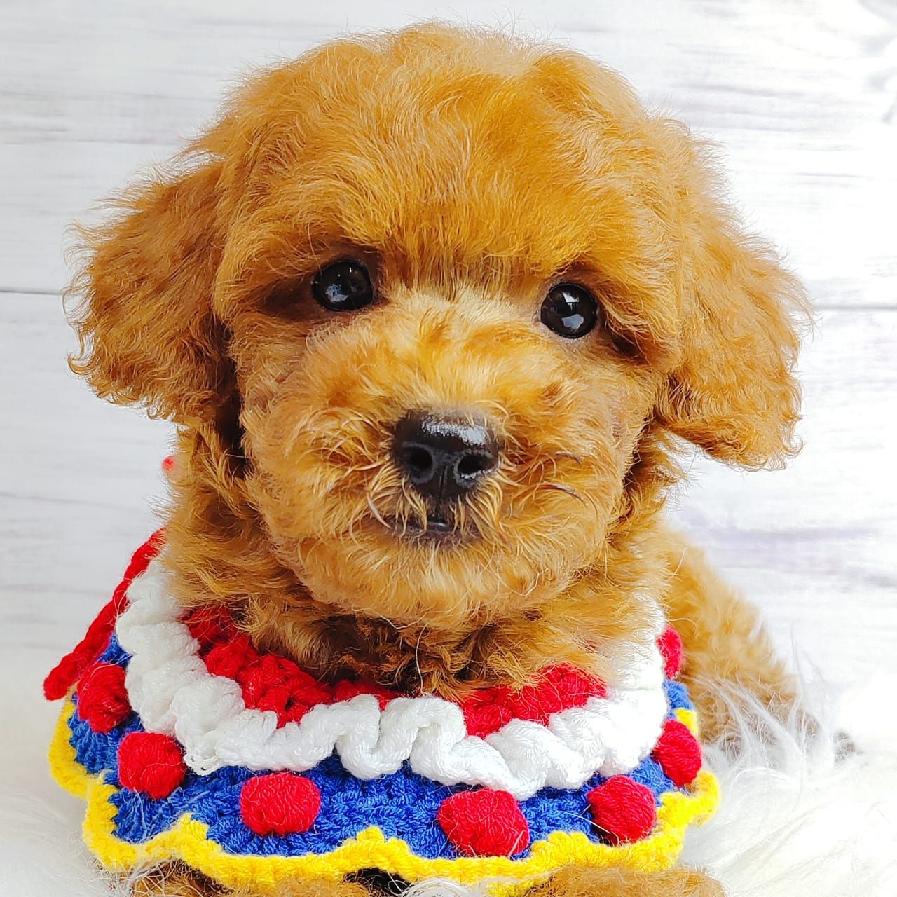 Poodle 娉拌开璐靛