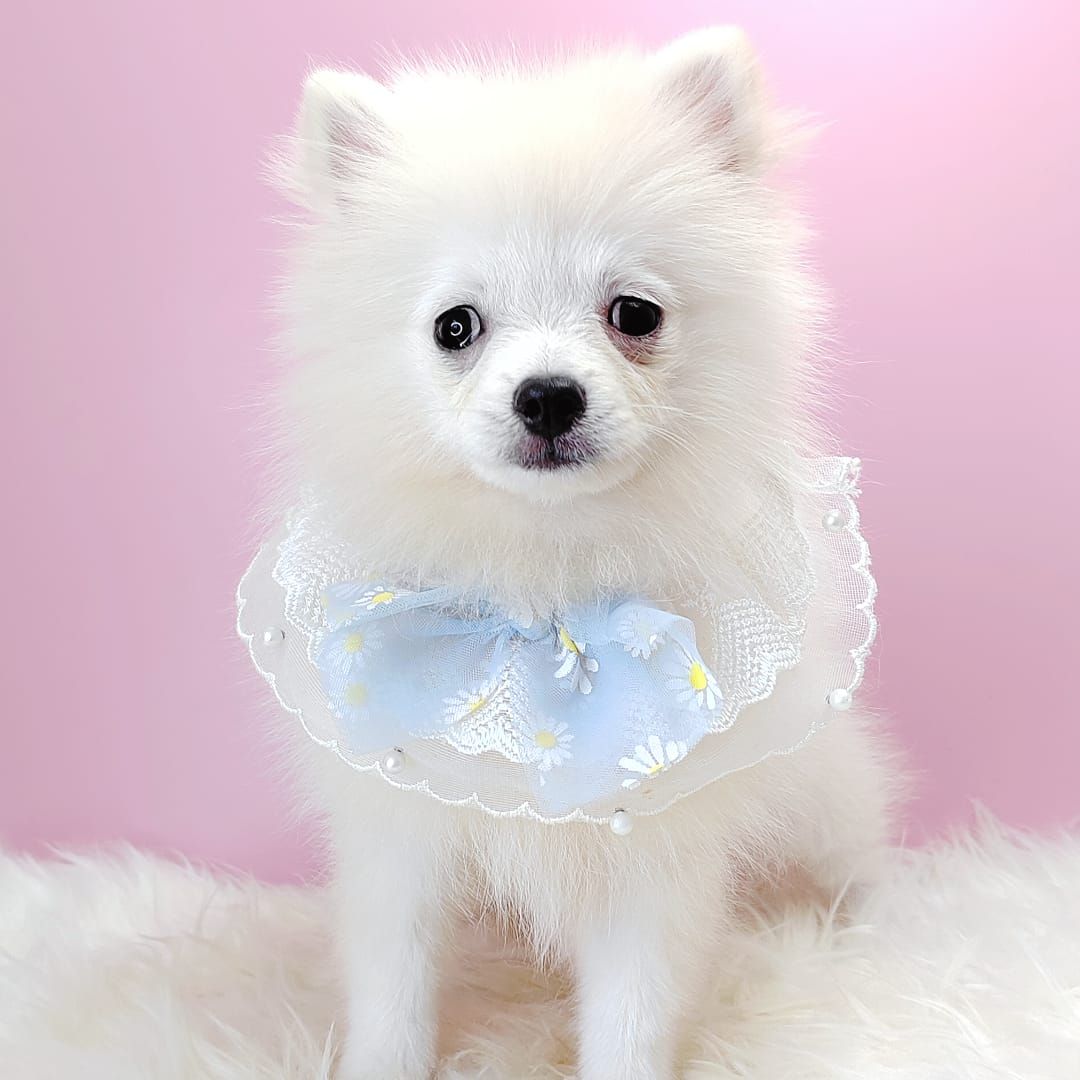 Pomeranian 博美