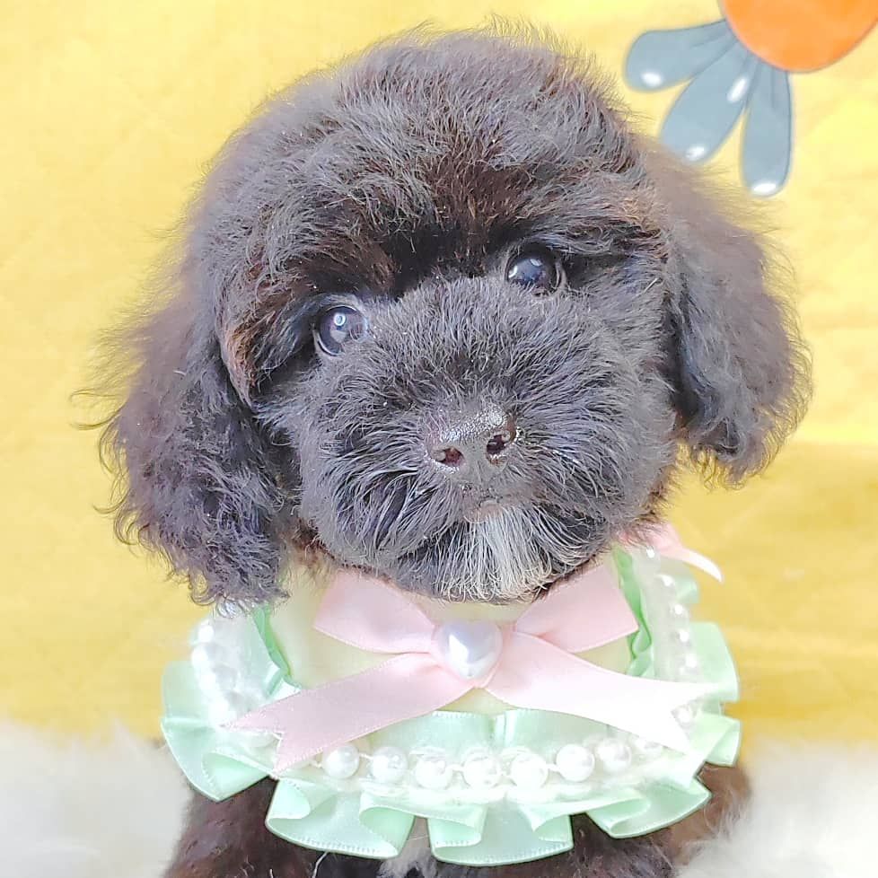 Poodle 娉拌开璐靛
