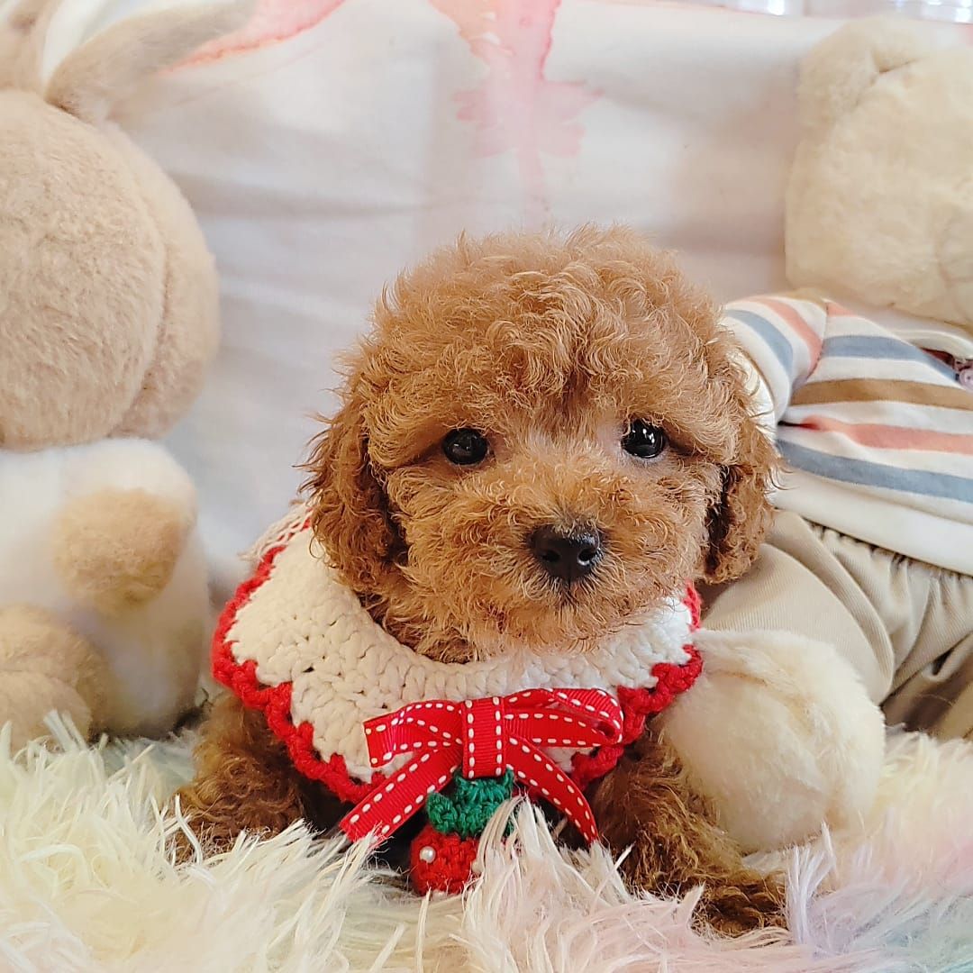 Poodle 娉拌开璐靛