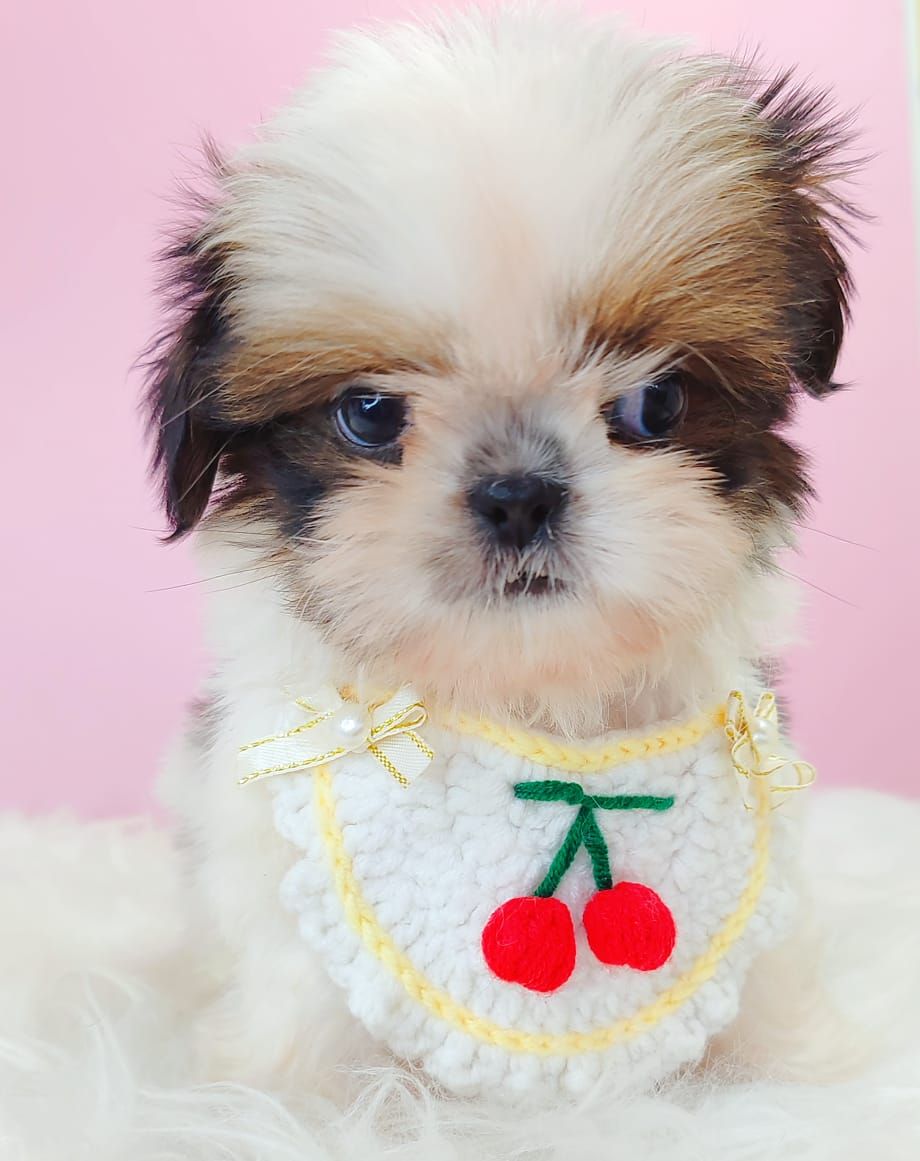 Shih Tzu 西施