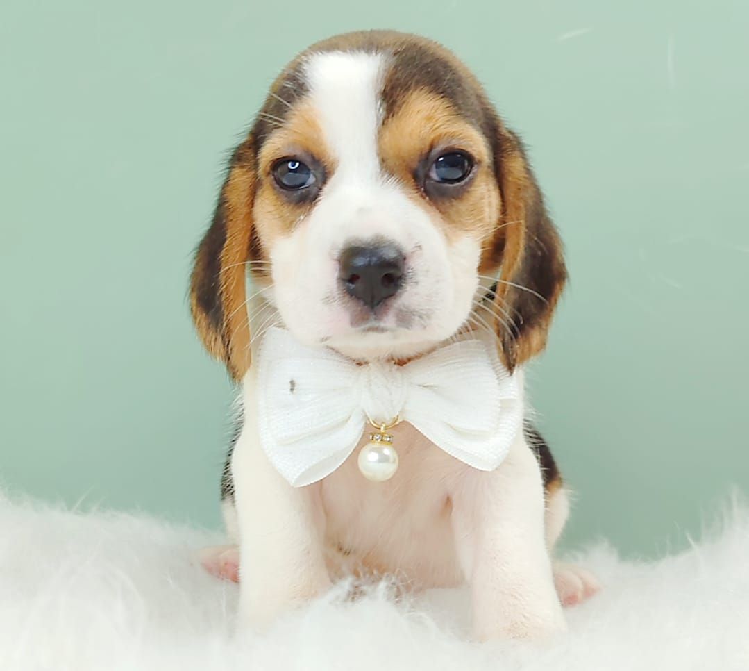 Beagle 米格鲁
