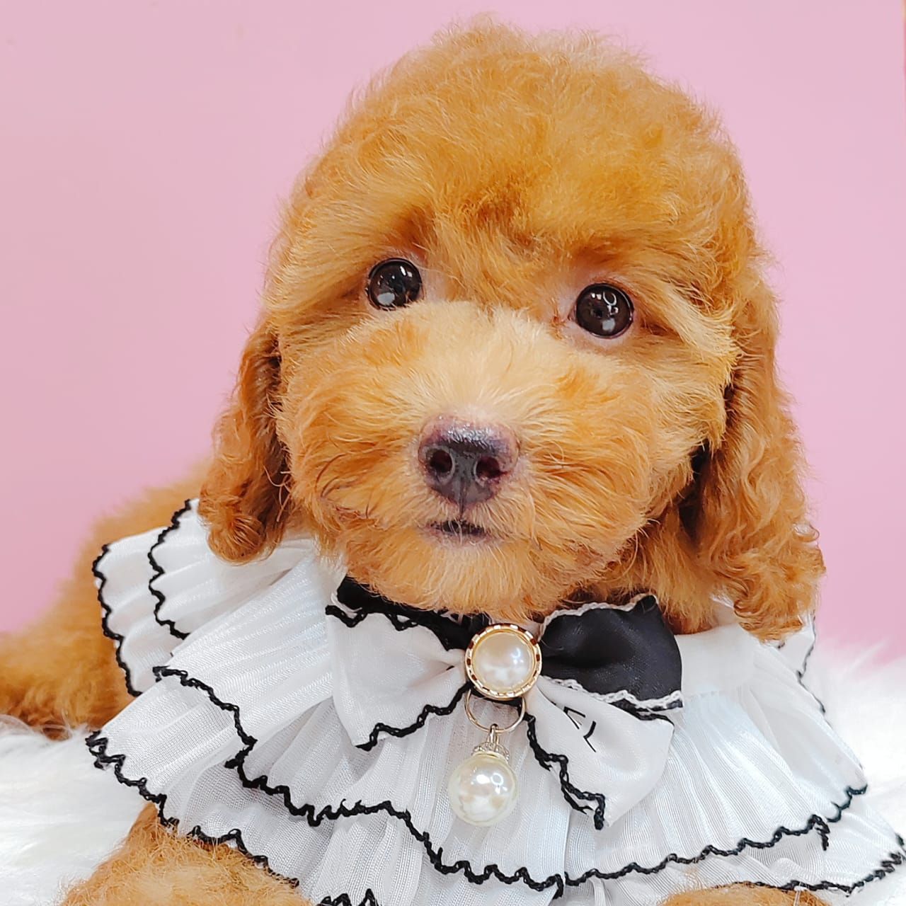 Poodle 娉拌开璐靛