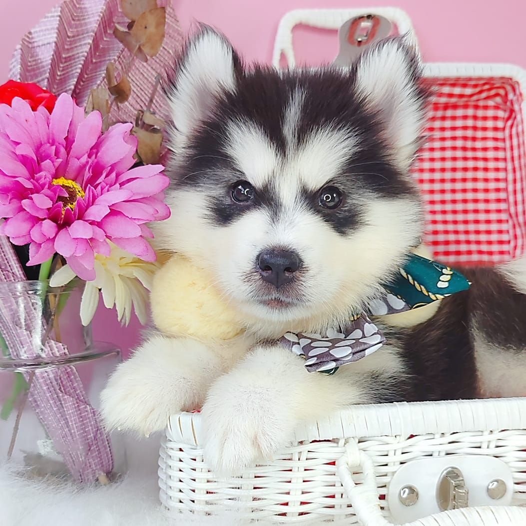 Pomsky 博士奇