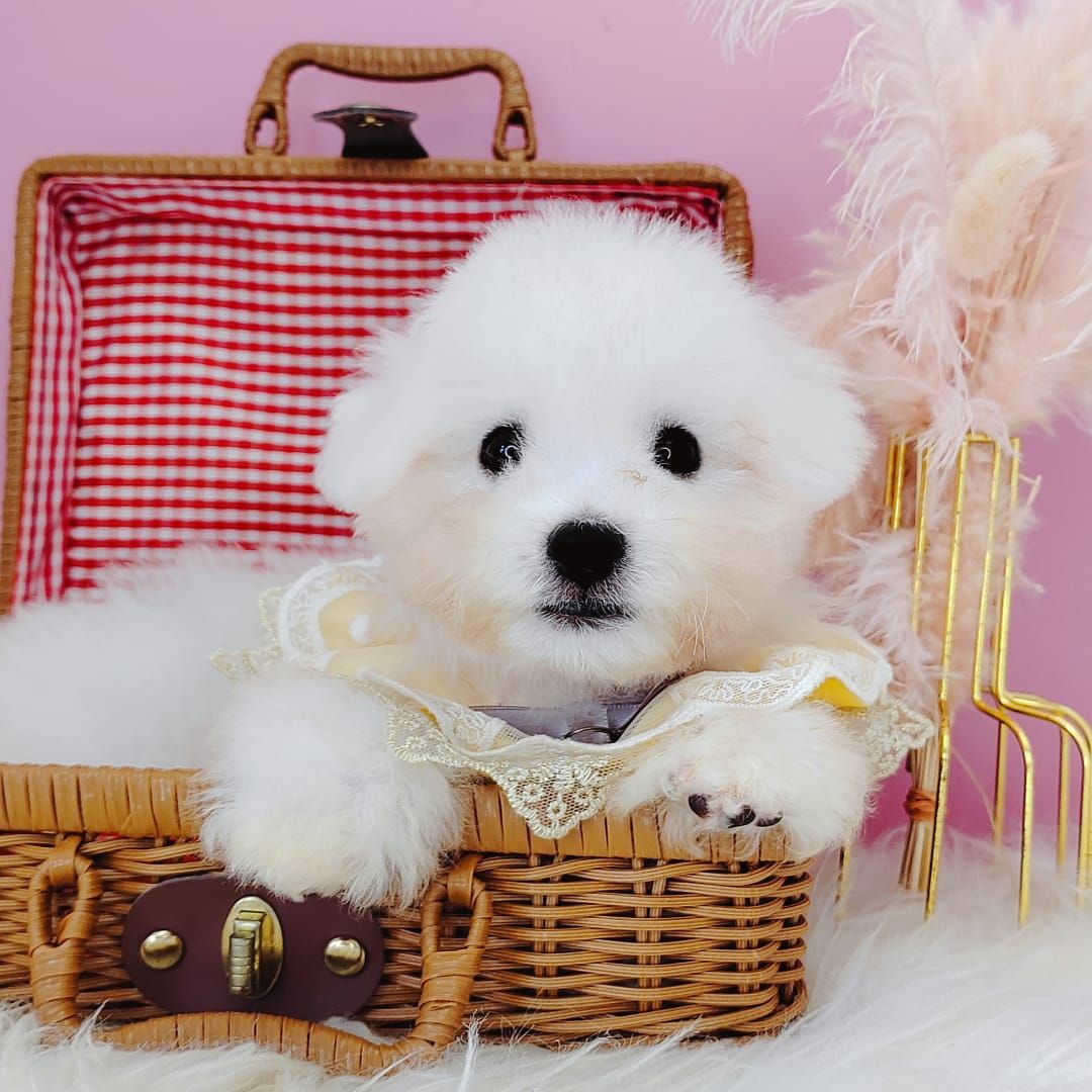 Bichon Frise 比熊