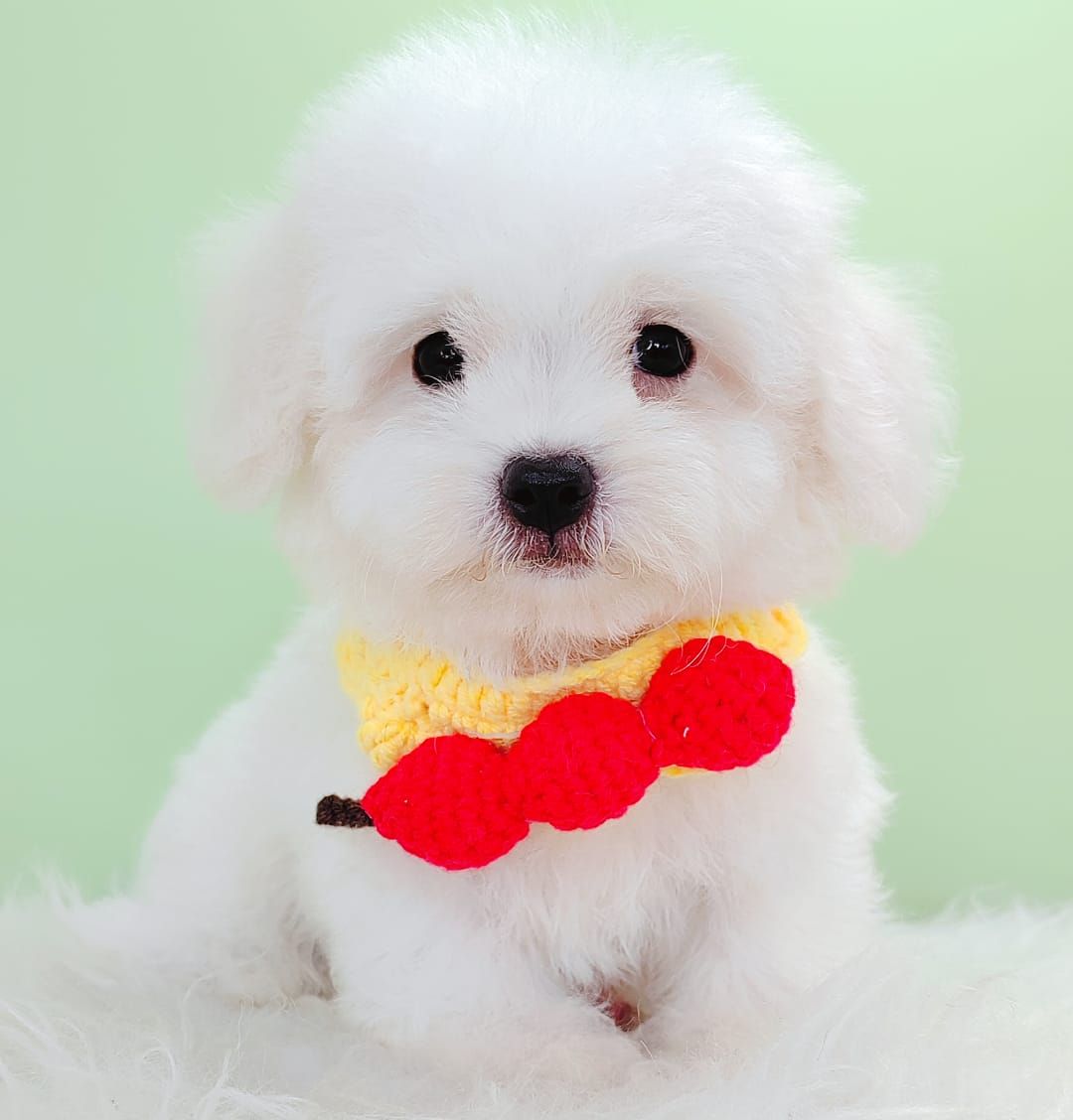 Bichon Frise 比熊