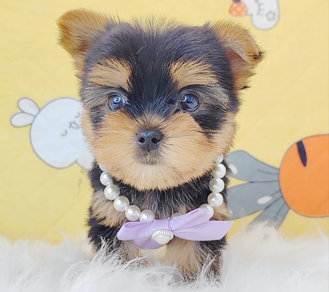 Yorkshire Terrier 约克夏