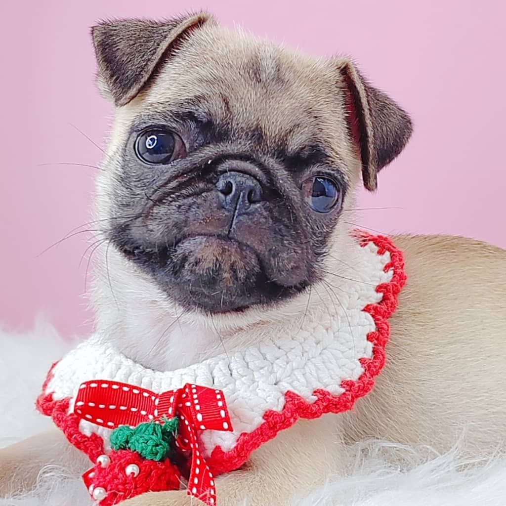 Pug 巴哥