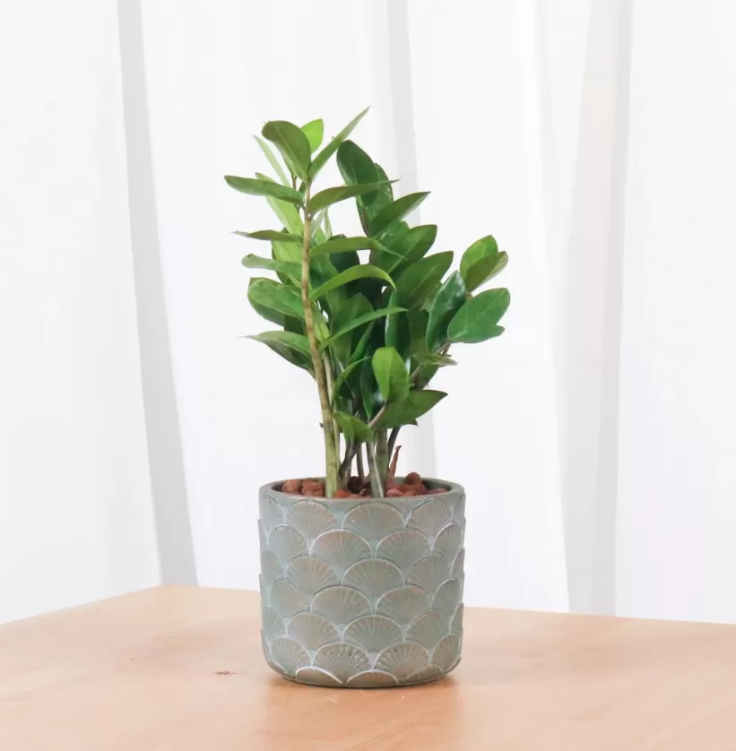 Cement Pot  PC1247- Best-selling old-color embossed Oriental Planter cement pots for small succulents planting flower pots that are breathable and water-permeable
