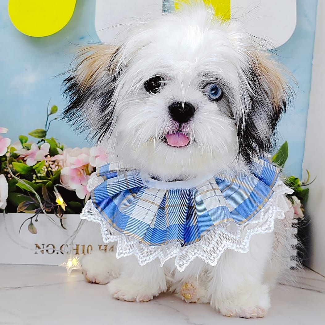 Shih Tzu 西施