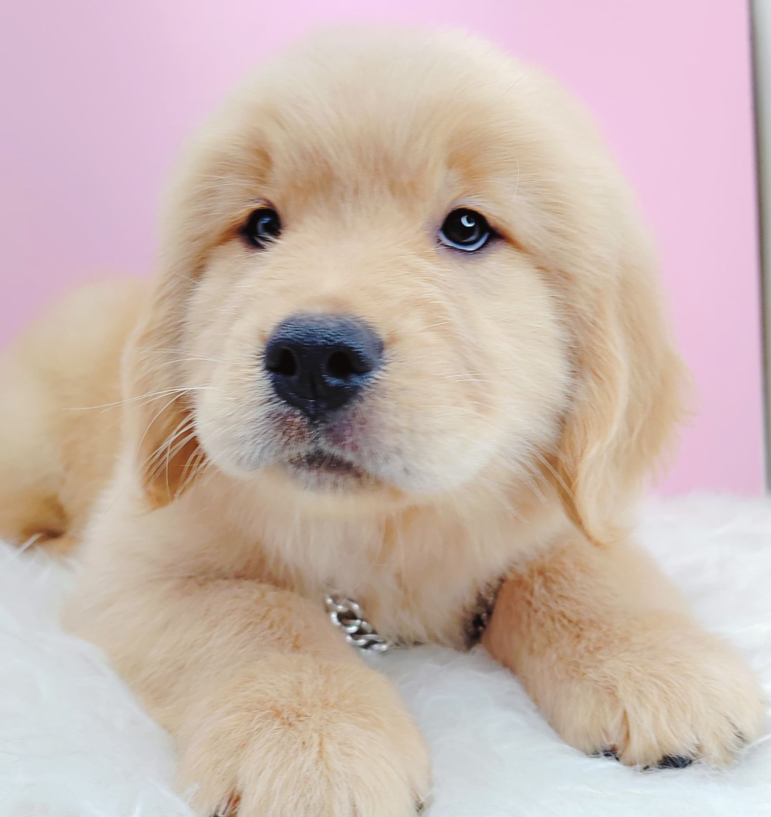 Golden Retriever 黄金猎犬