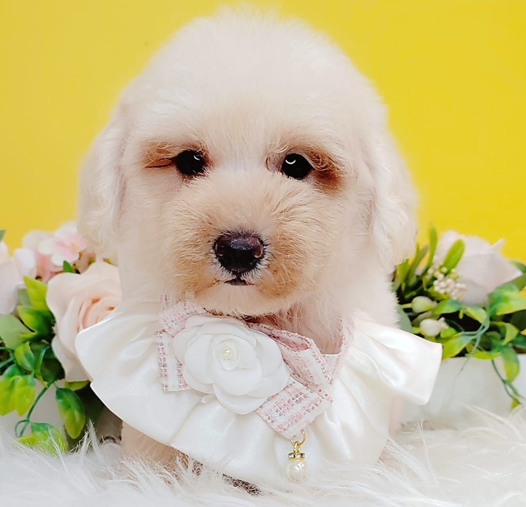 Poodle 娉拌开璐靛