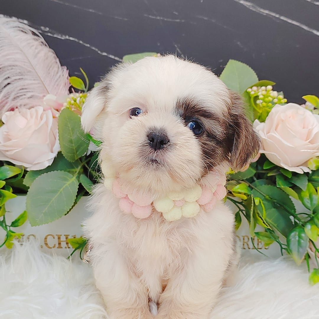  Shih Tzu 西施