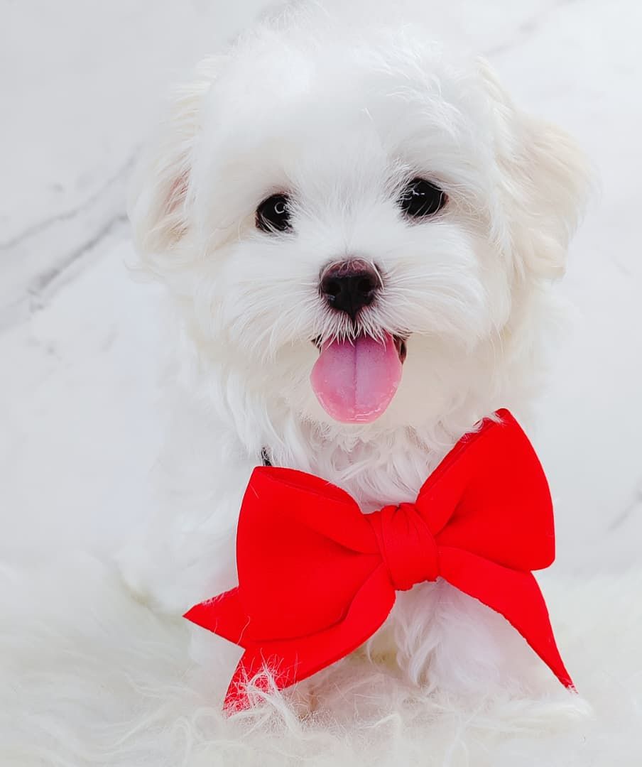 Maltese 马尔济斯