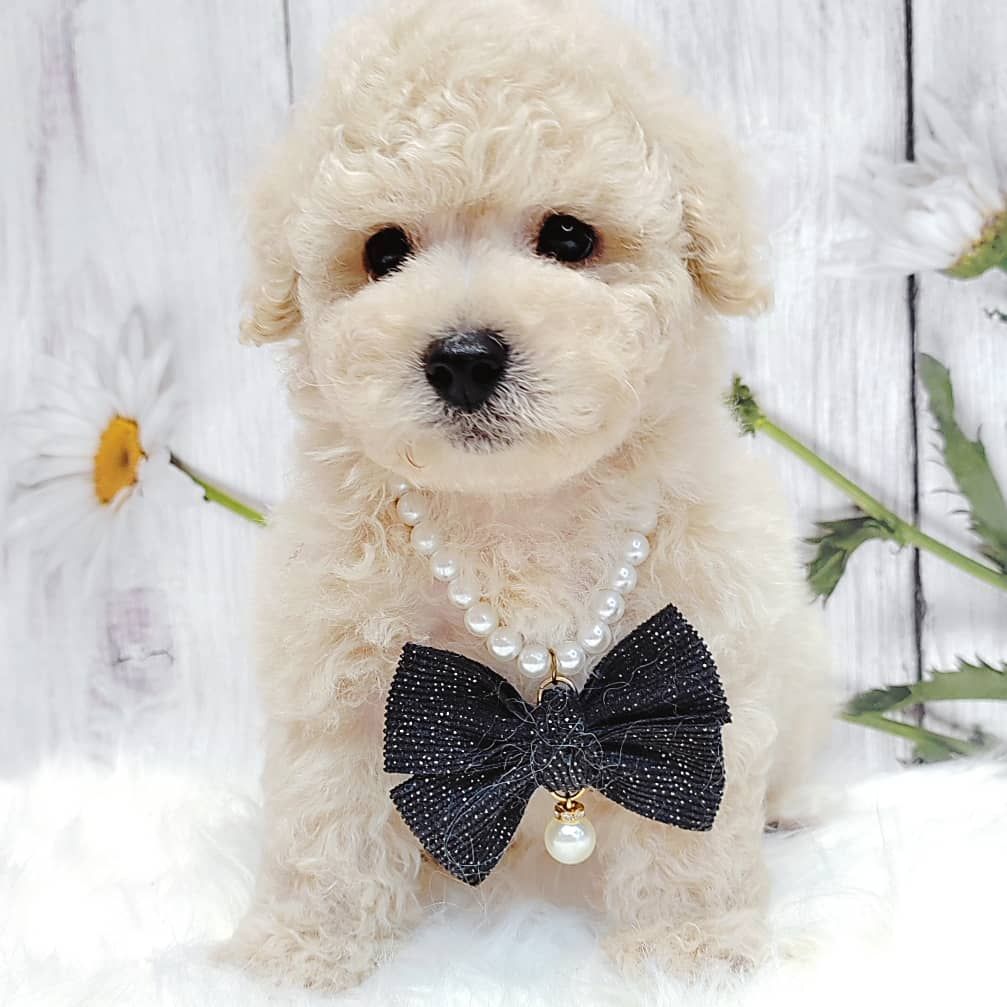 Maltipoo 马尔泰迪