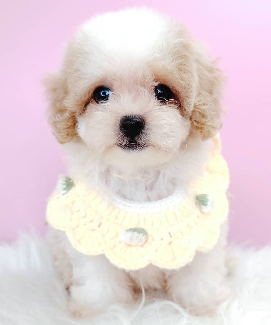 Maltipoo 马尔泰迪