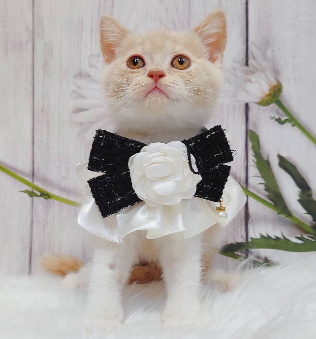 British Short Hair ( BSH ) 英短猫咪