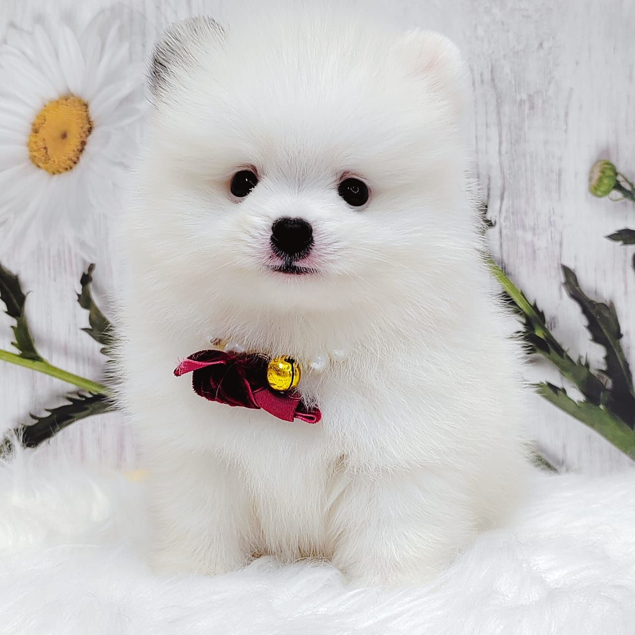 Pomeranian 博美