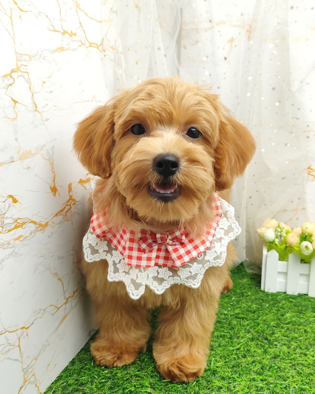 Poodle 娉拌开璐靛