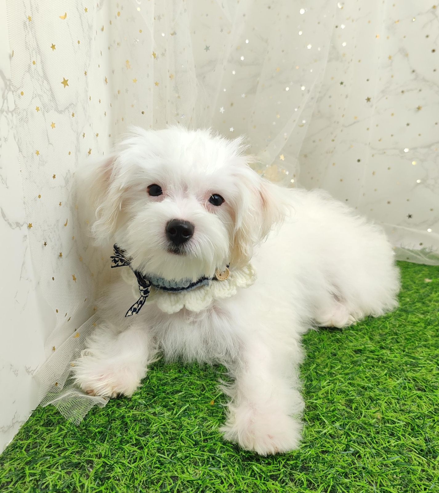 Maltipoo 马尔泰迪