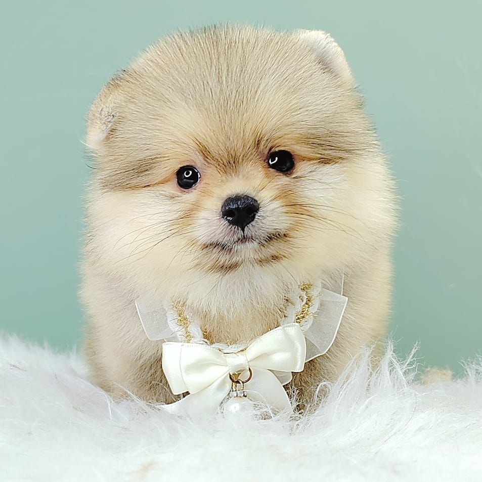 Pomeranian 博美