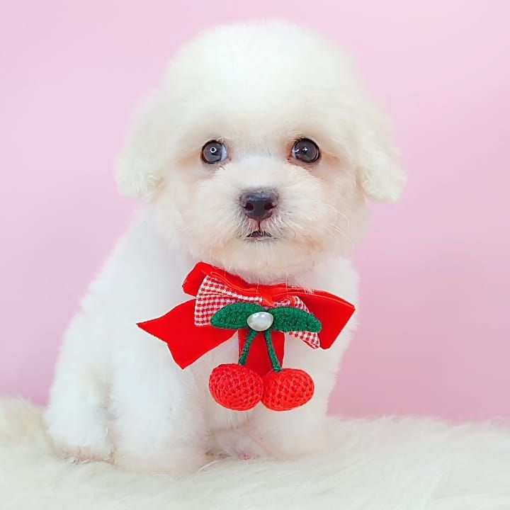 Poodle 娉拌开璐靛