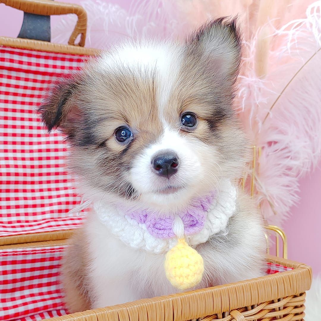 Welsh Corgi 柯基