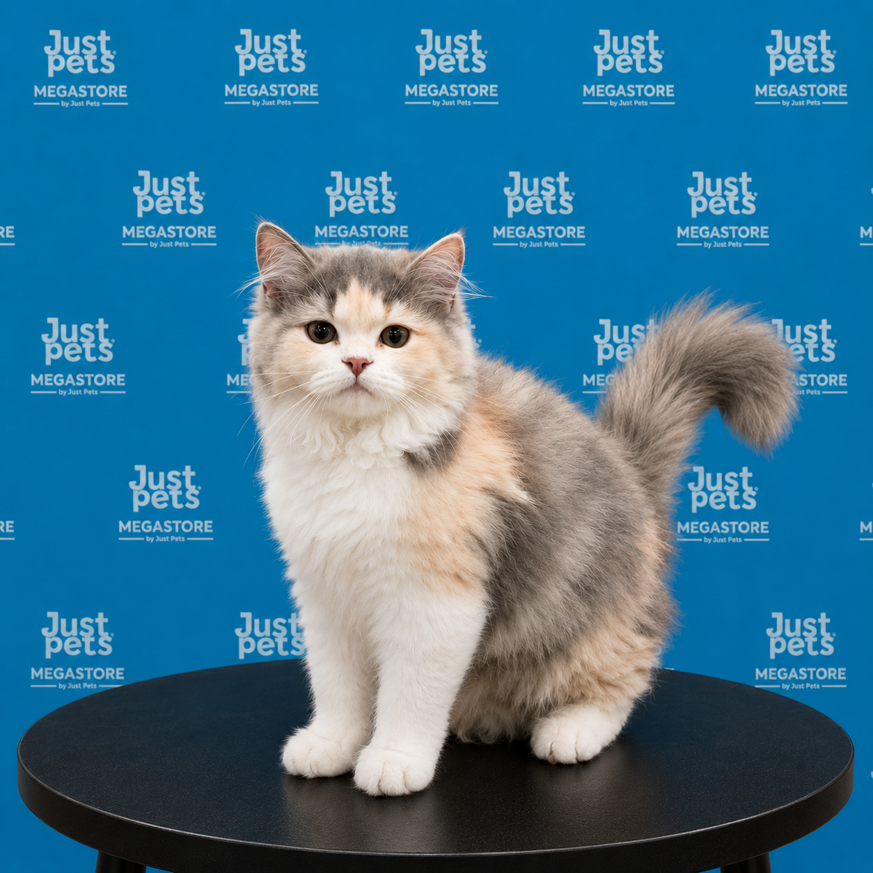 British Long Hair Calico