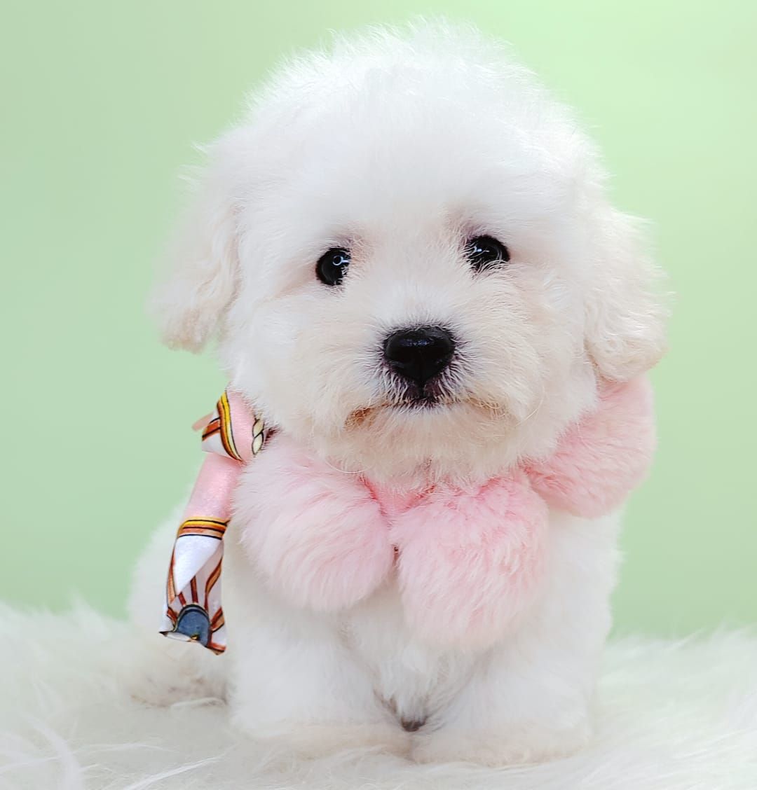 Bichon Frise 比熊