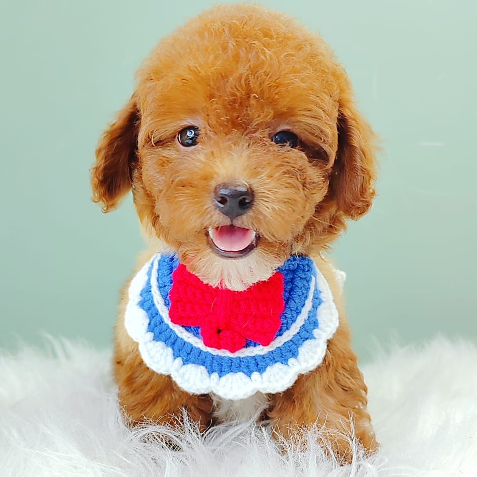 Poodle 娉拌开璐靛