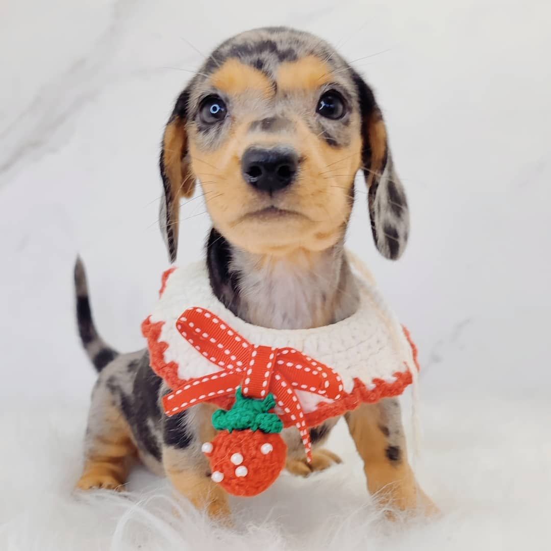 Dachshund 腊肠狗
