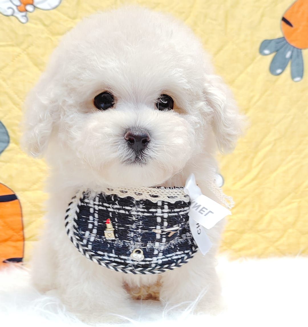 Bichonpoo 泰迪熊