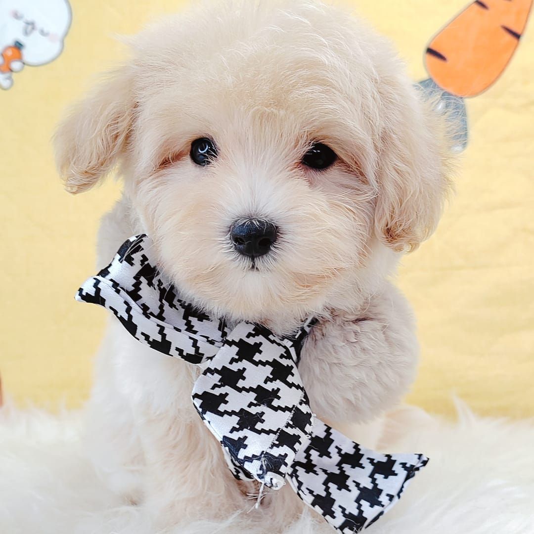Maltipoo 马尔泰迪