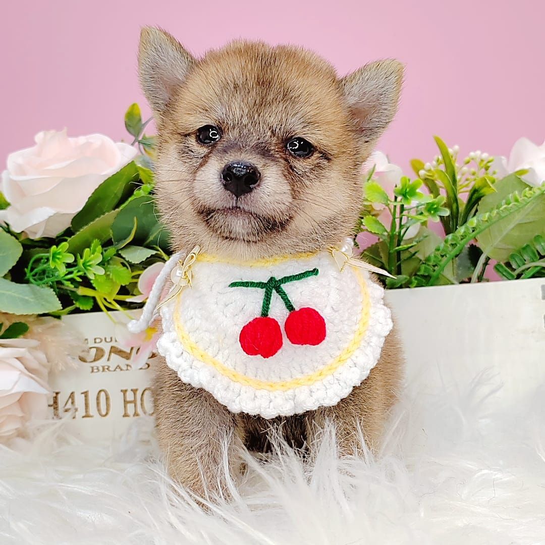 Maltipoo 马尔泰迪
