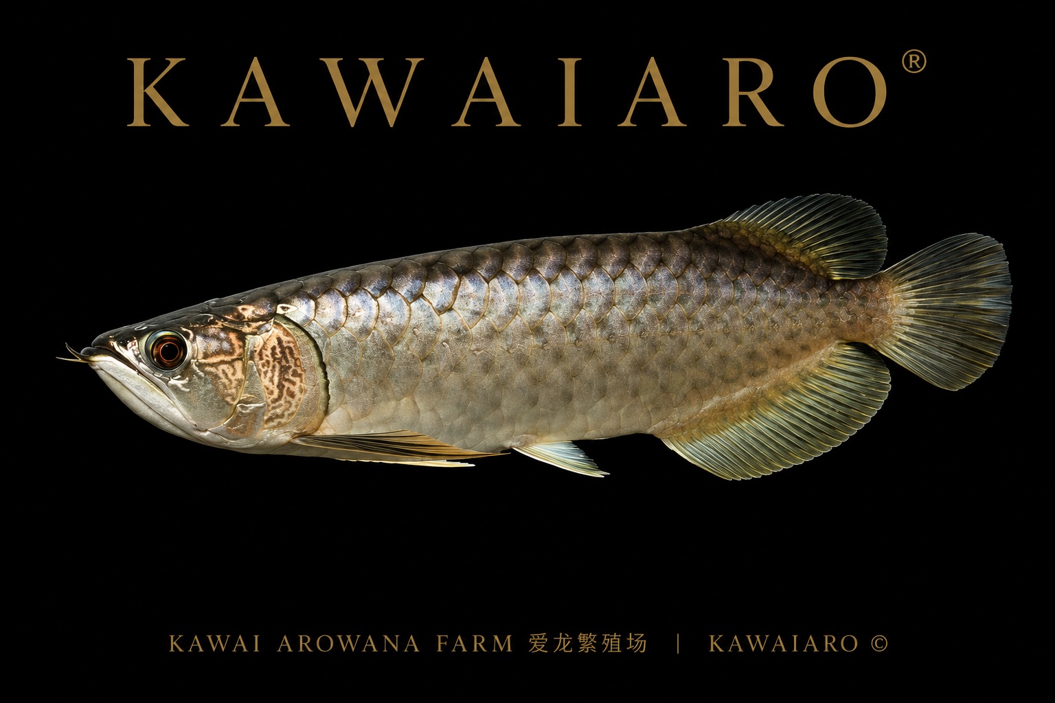 Green Arowana