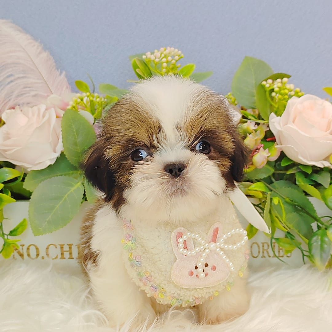  Shih Tzu 西施