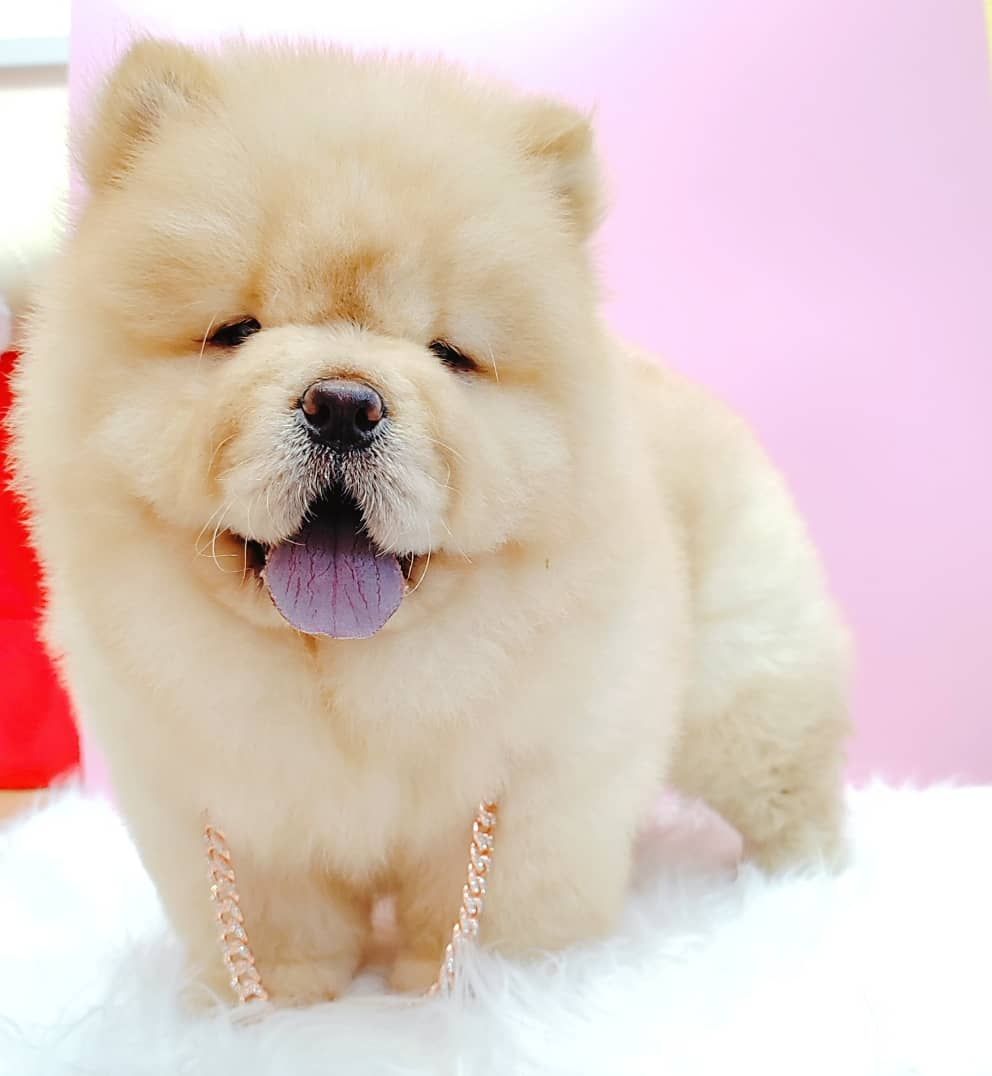 Chow Chow 松狮犬