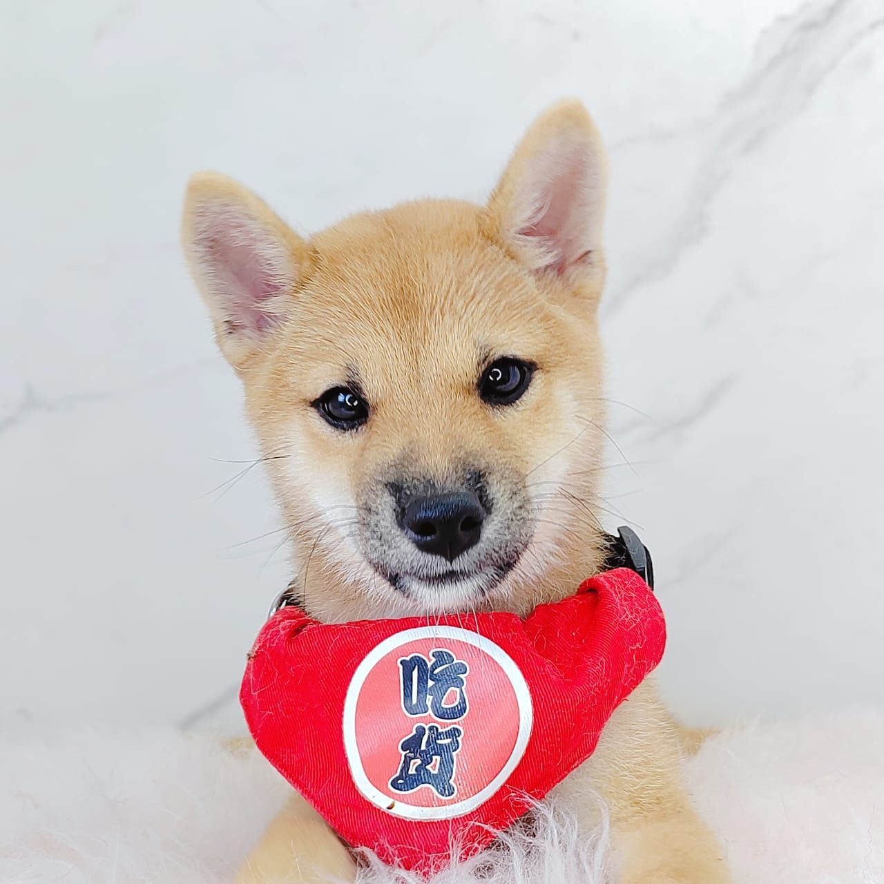 Shiba Inu 柴犬
