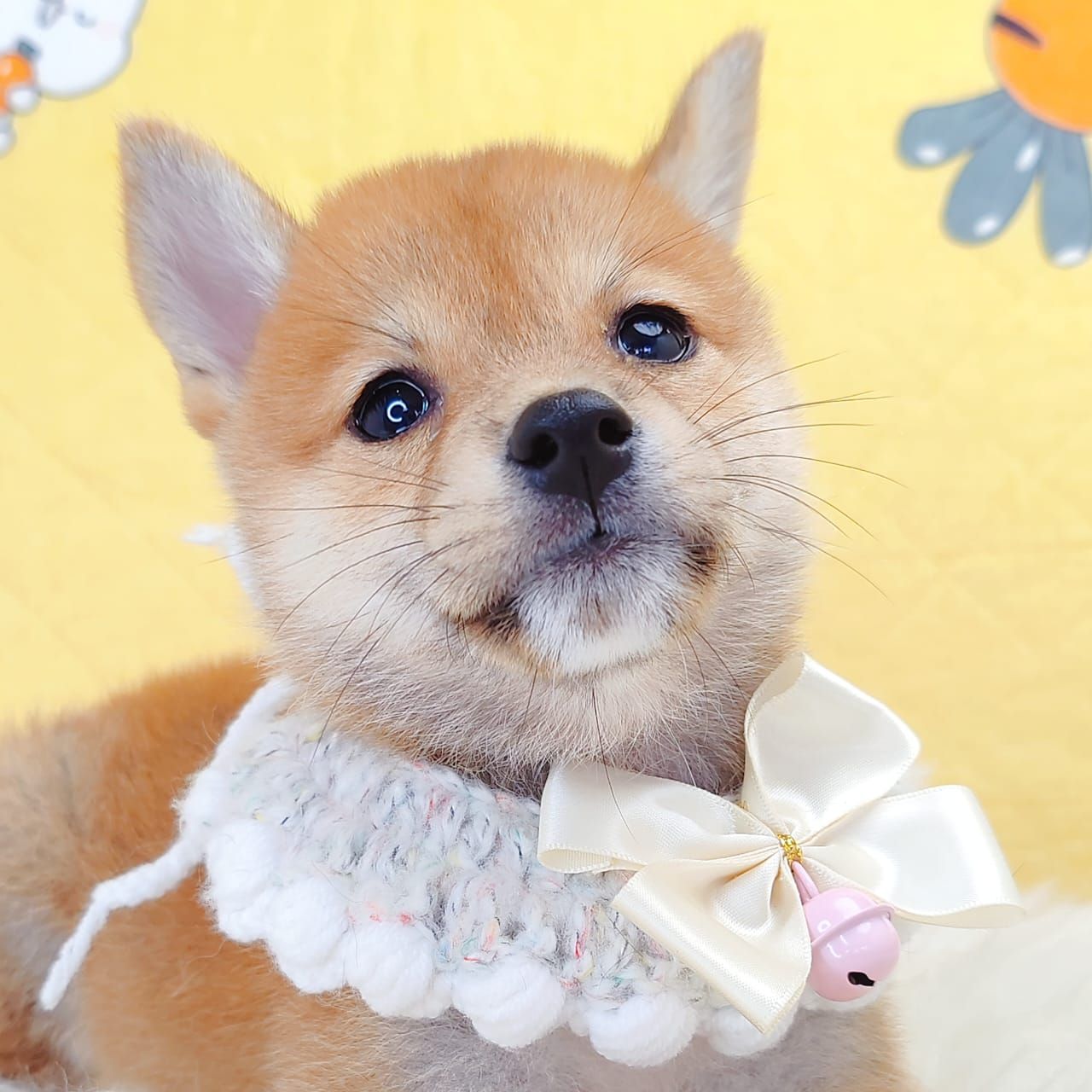 Shiba Inu 柴犬