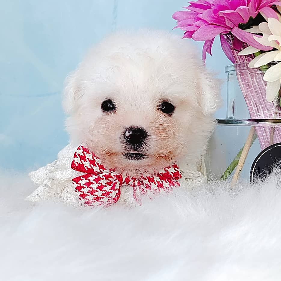 Bichon Frise 比熊