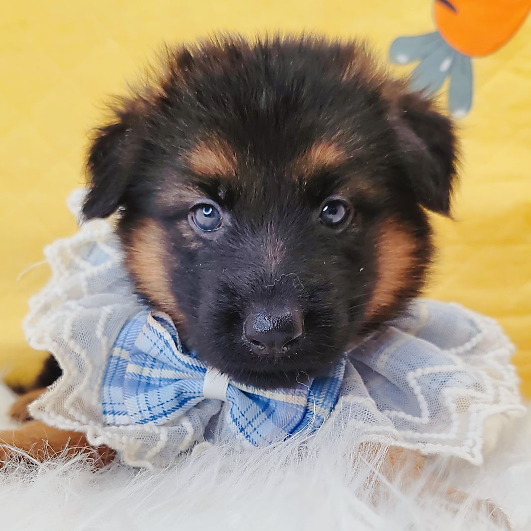 German Shepherd 德国牧羊犬