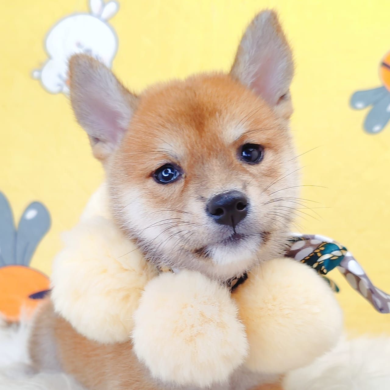Shiba Inu 柴犬