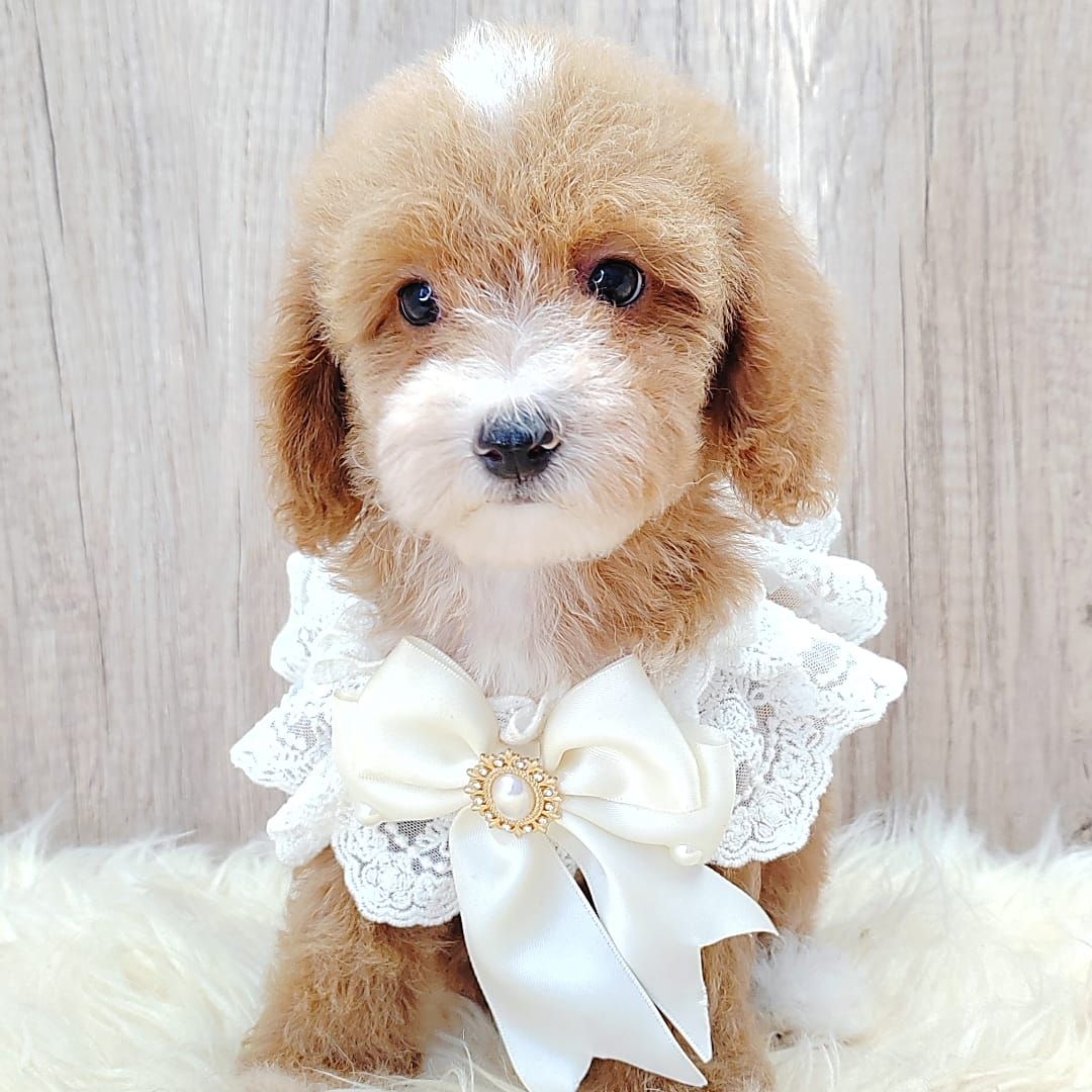 Maltipoo 马尔泰迪
