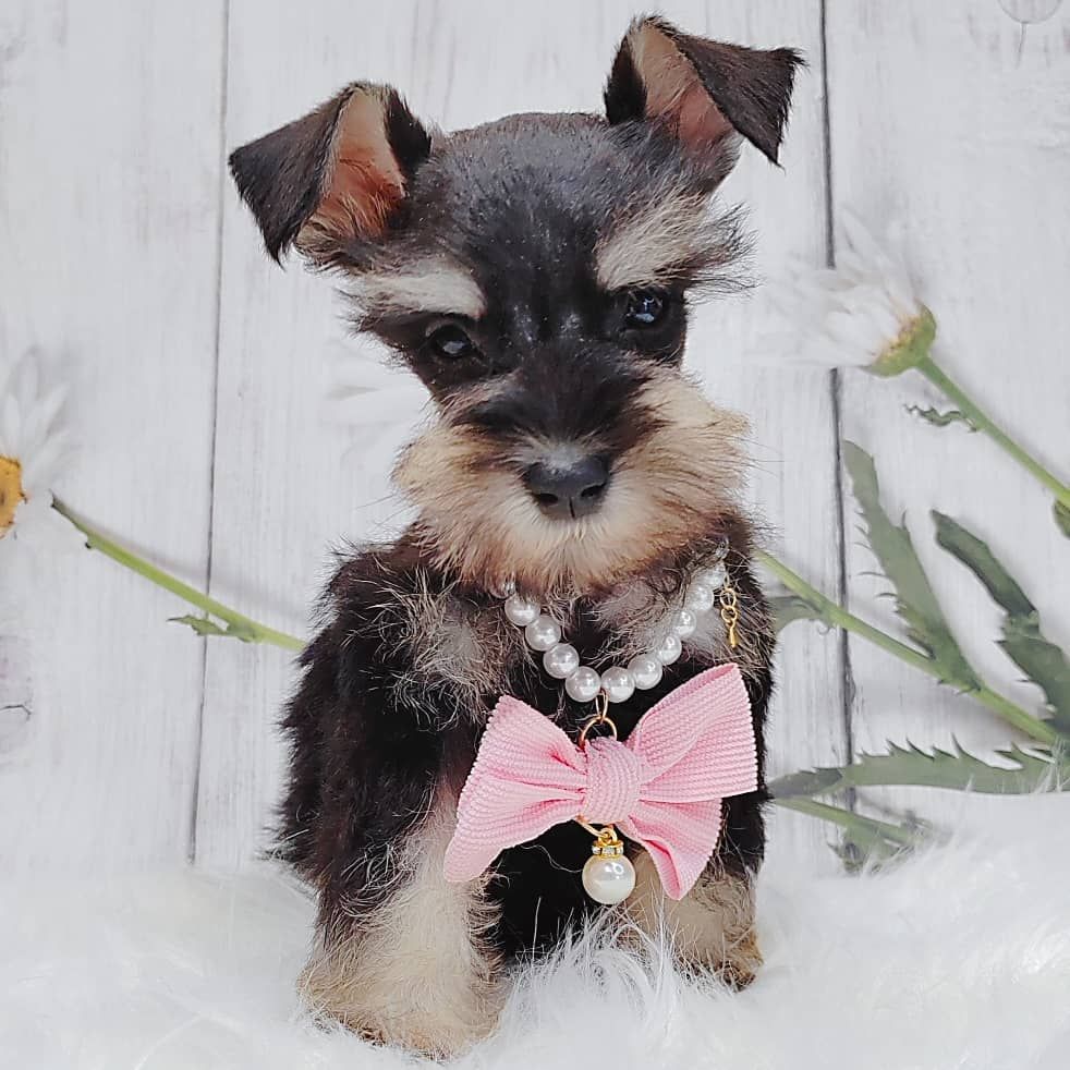 Schnauzer 雪纳瑞