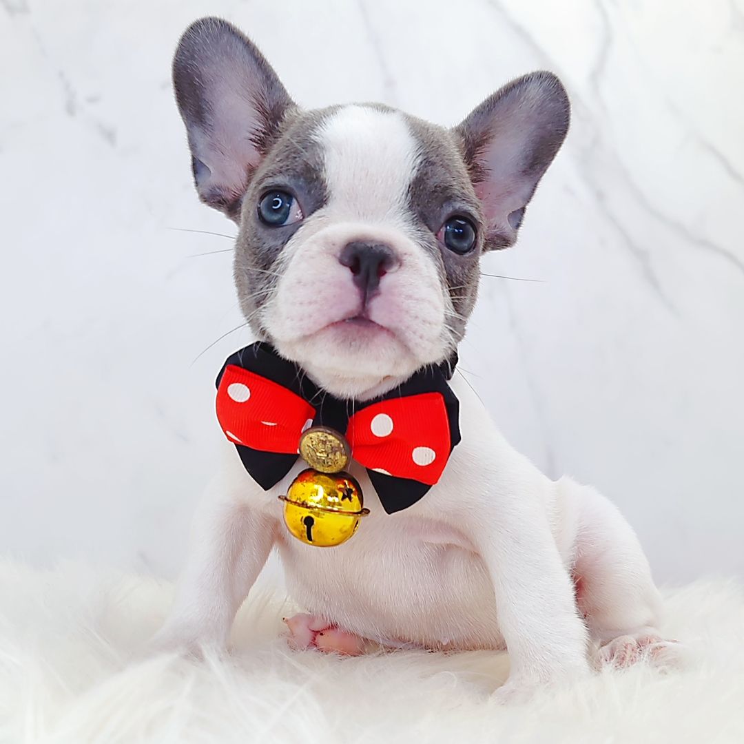 French Bulldog 法斗