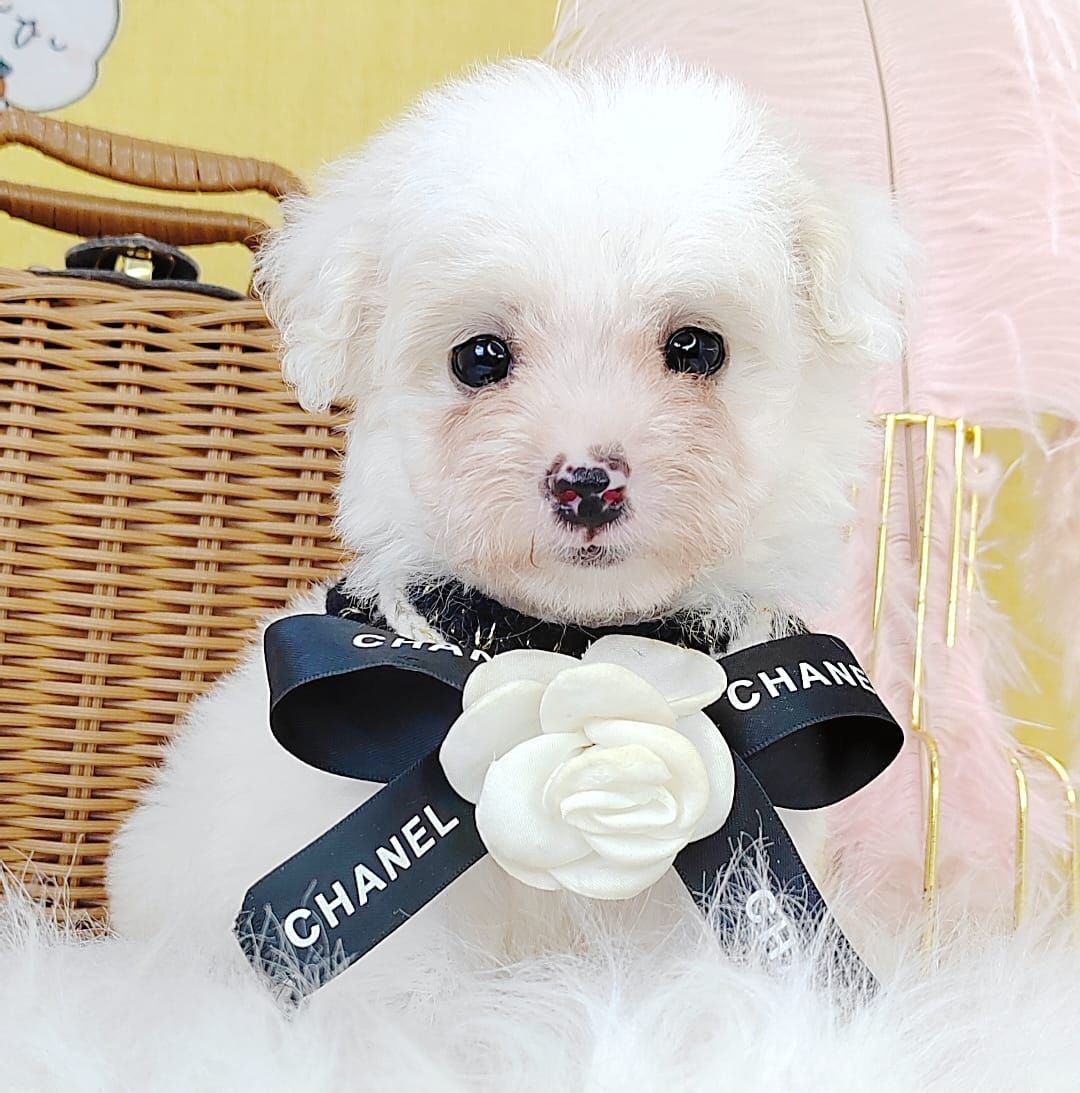 Poodle 娉拌开璐靛