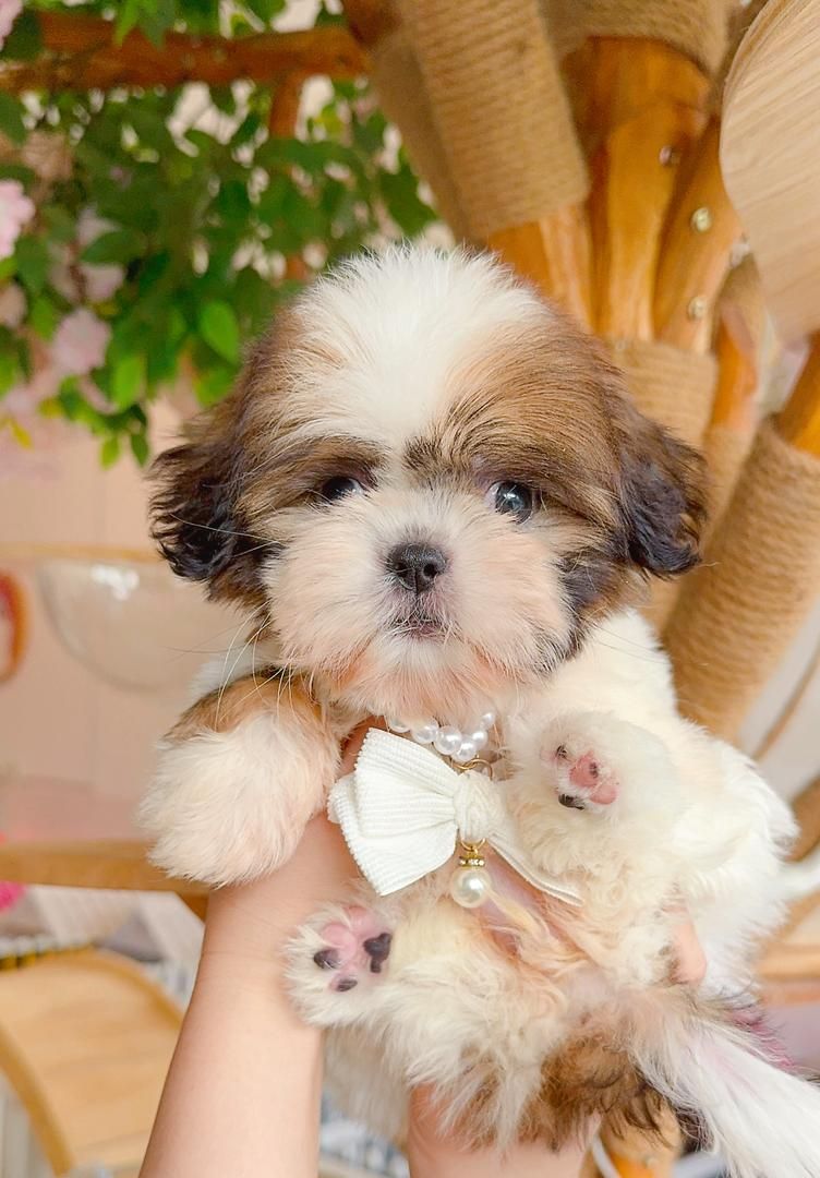 Shih Tzu 西施